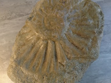 Empreinte de fossible ammonite de belles dimensions.