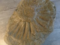 Empreinte de fossible ammonite de belles dimensions.