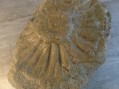Photo 1 — Empreinte de fossible ammonite de belles dimensions.