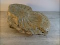 Photo 2 — Empreinte de fossible ammonite de belles dimensions.