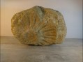 Photo 3 — Empreinte de fossible ammonite de belles dimensions.