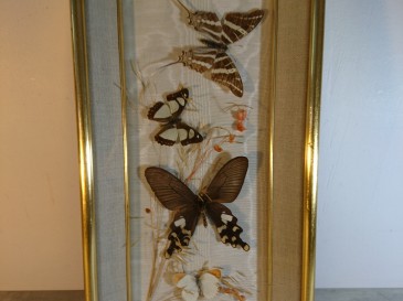 Cadre papillons sous verre - entomologie