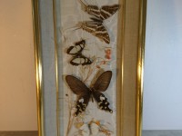 Cadre papillons sous verre - entomologie