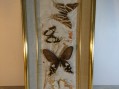 Photo 1 — Cadre papillons sous verre - entomologie