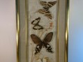 Photo 2 — Cadre papillons sous verre - entomologie