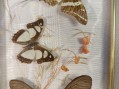 Photo 4 — Cadre papillons sous verre - entomologie
