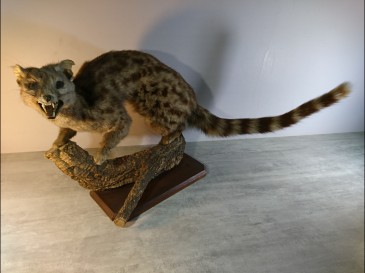 Civette empaillée - blaireau hyène