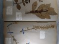 Photo 3 — Herbier ancien - travail scolaire école primaire.