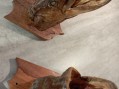Photo 6 — Trophée de pèche - têtes de brochets naturalisées - poisson taxidermie naturalisé brochet